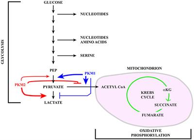 The Krebs Cycle Connection: Reciprocal Influence Between Alternative Splicing Programs and Cell Metabolism